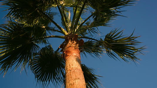 寒风中的白日椰枣树视频的预览图