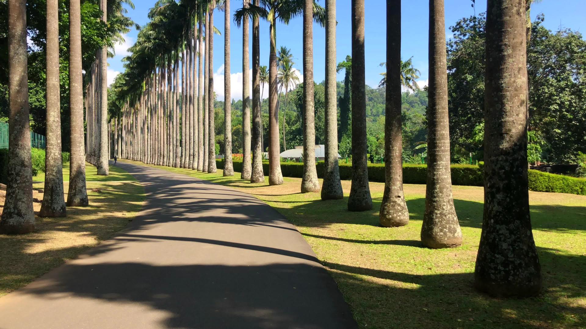 棕榈巷在皇家植物国王花园视频的预览图