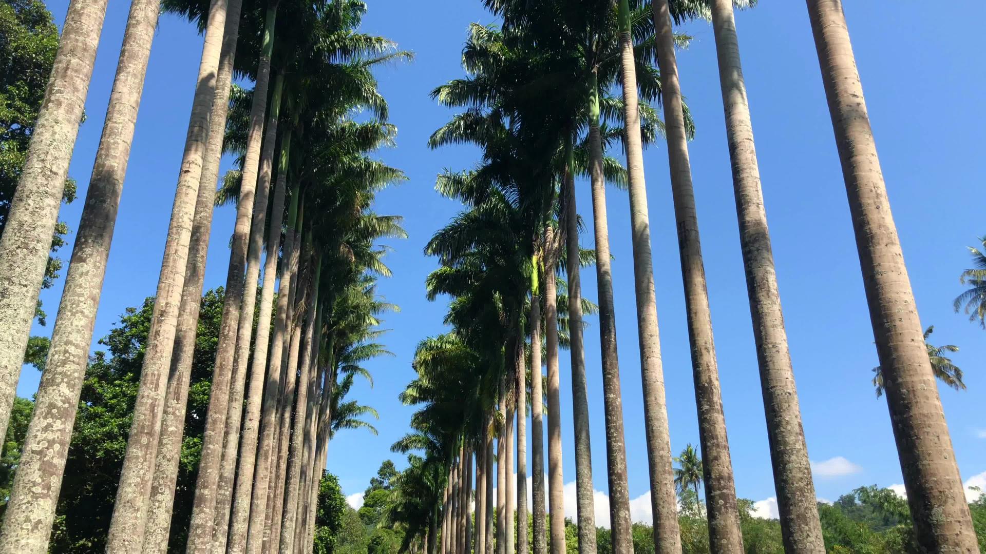 棕榈巷在皇家植物国王花园视频的预览图