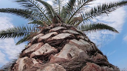 在可可棕榈树热带岛屿的蓝天背景下阳光明媚的暑假视频的预览图