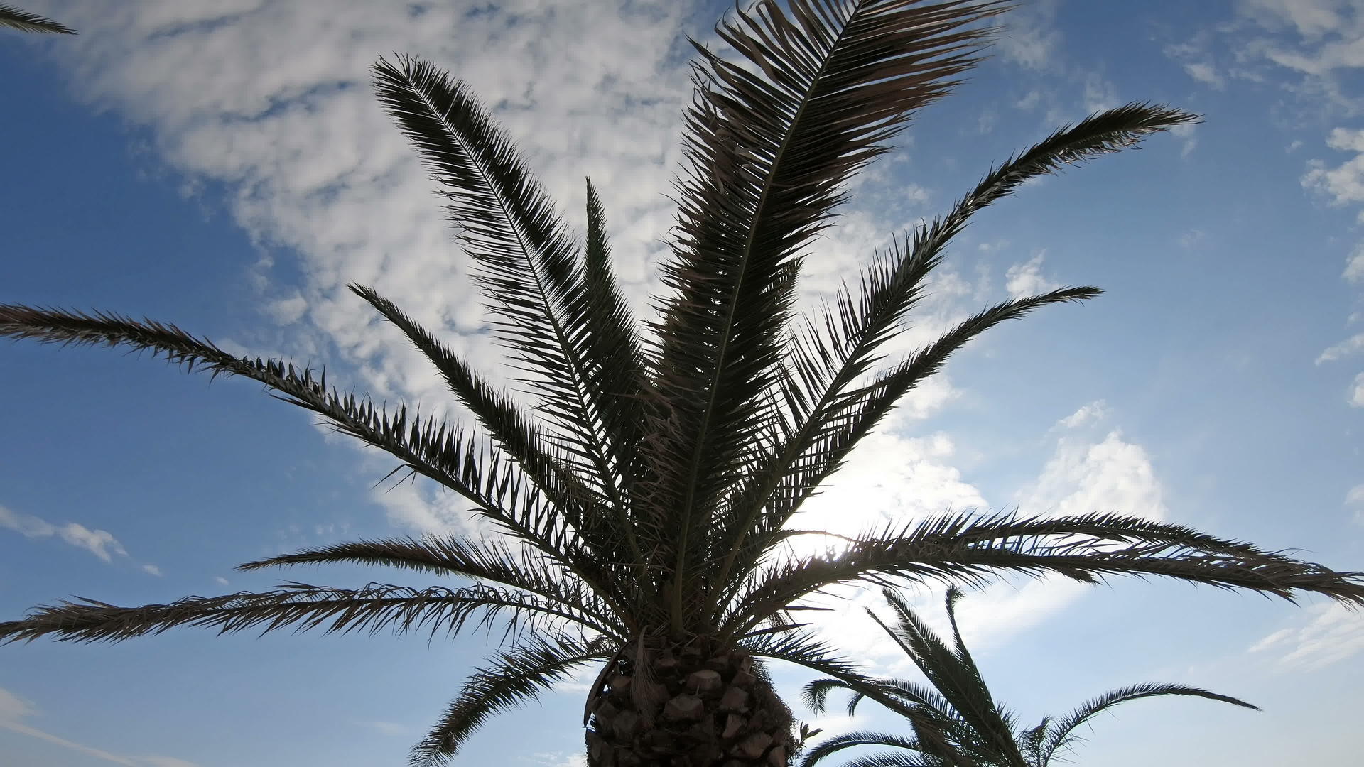 夏天热带海滩上的棕榈树在阳光下闪耀视频的预览图