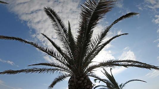 夏天热带海滩上的棕榈树在阳光下闪耀视频的预览图