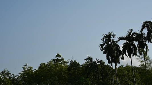 蓝天棕榈树视频的预览图