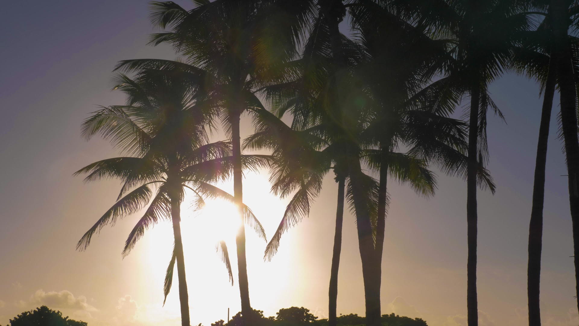 日出时棕榈树的尾影视频的预览图
