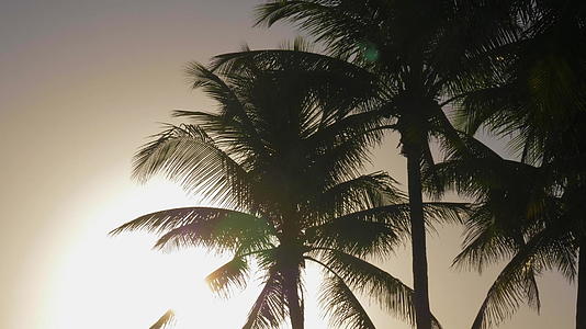 棕榈树和太阳视频的预览图