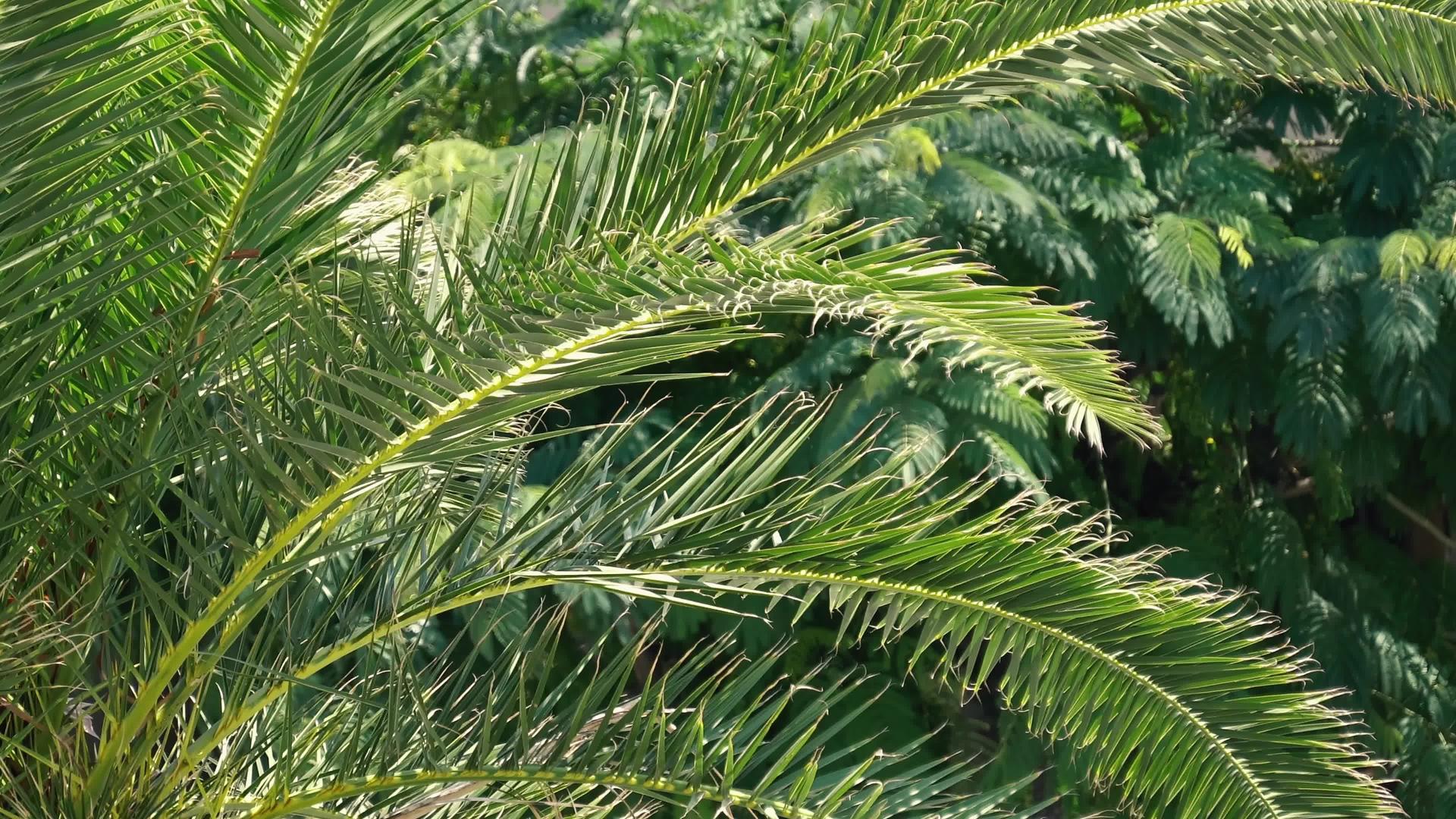 自然性质和背景概念棕榈叶缝合视频的预览图
