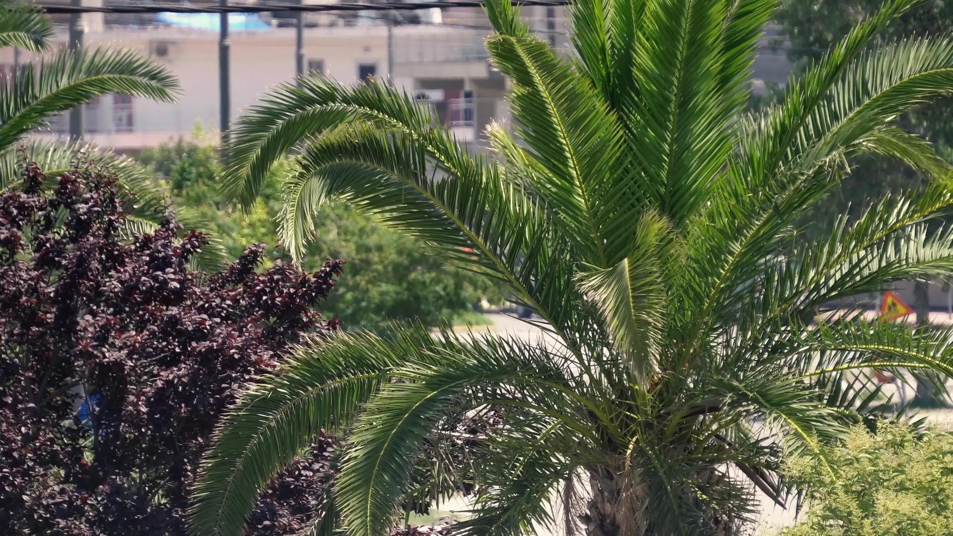 热带海滩上椰枣树的顶部视频的预览图