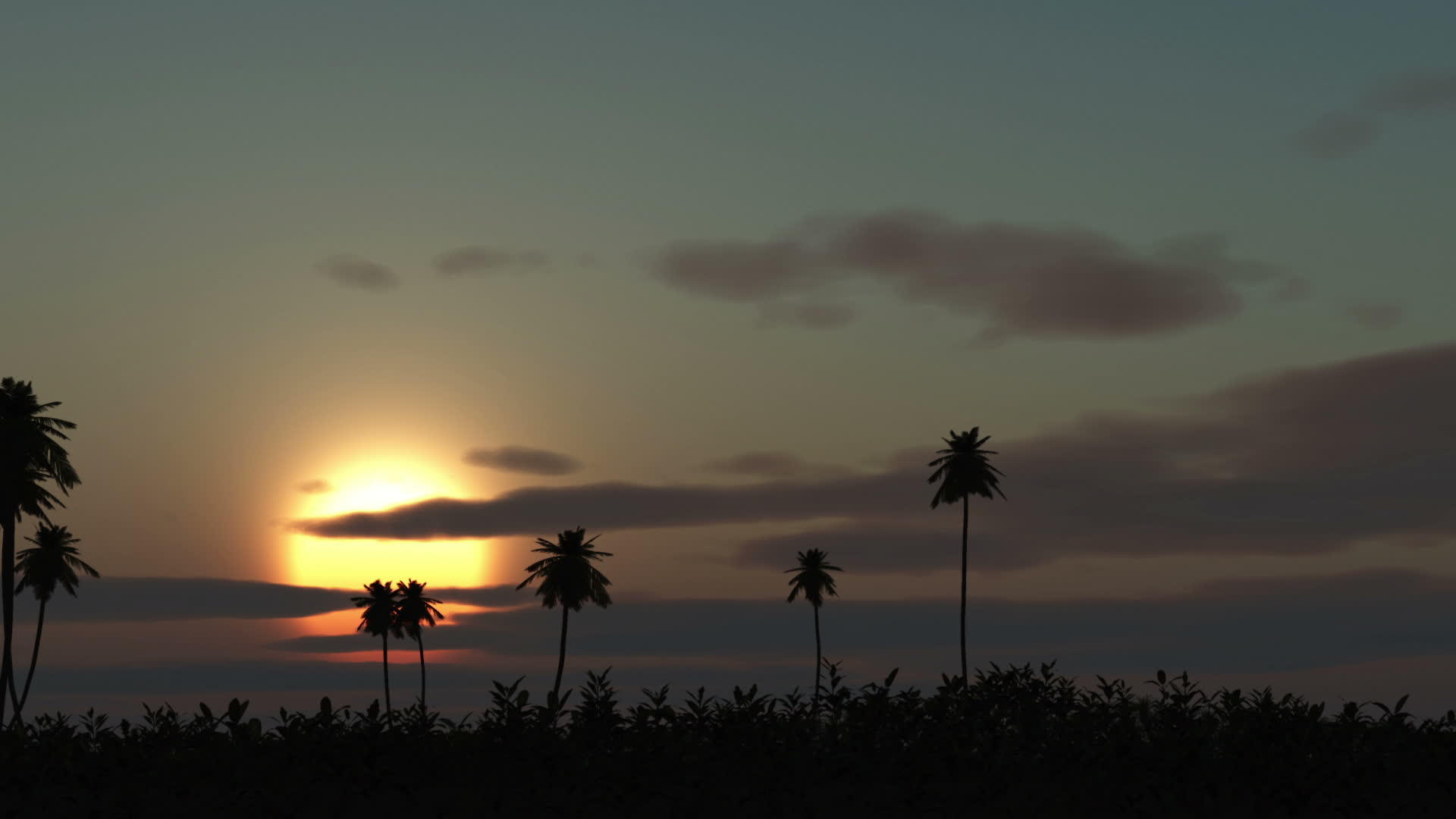 地平色中日出棕榈视频的预览图