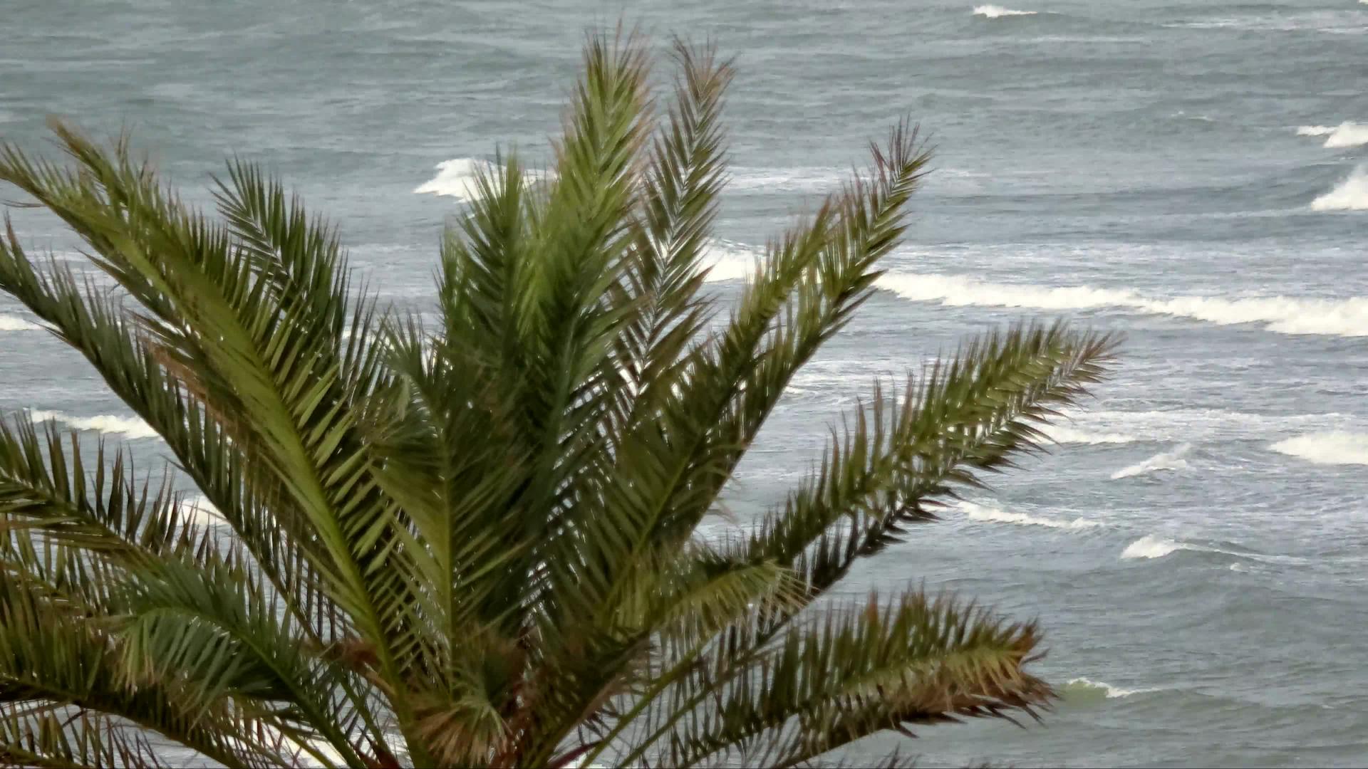 海洋中的椰枣海是一个失去的常规视频的预览图