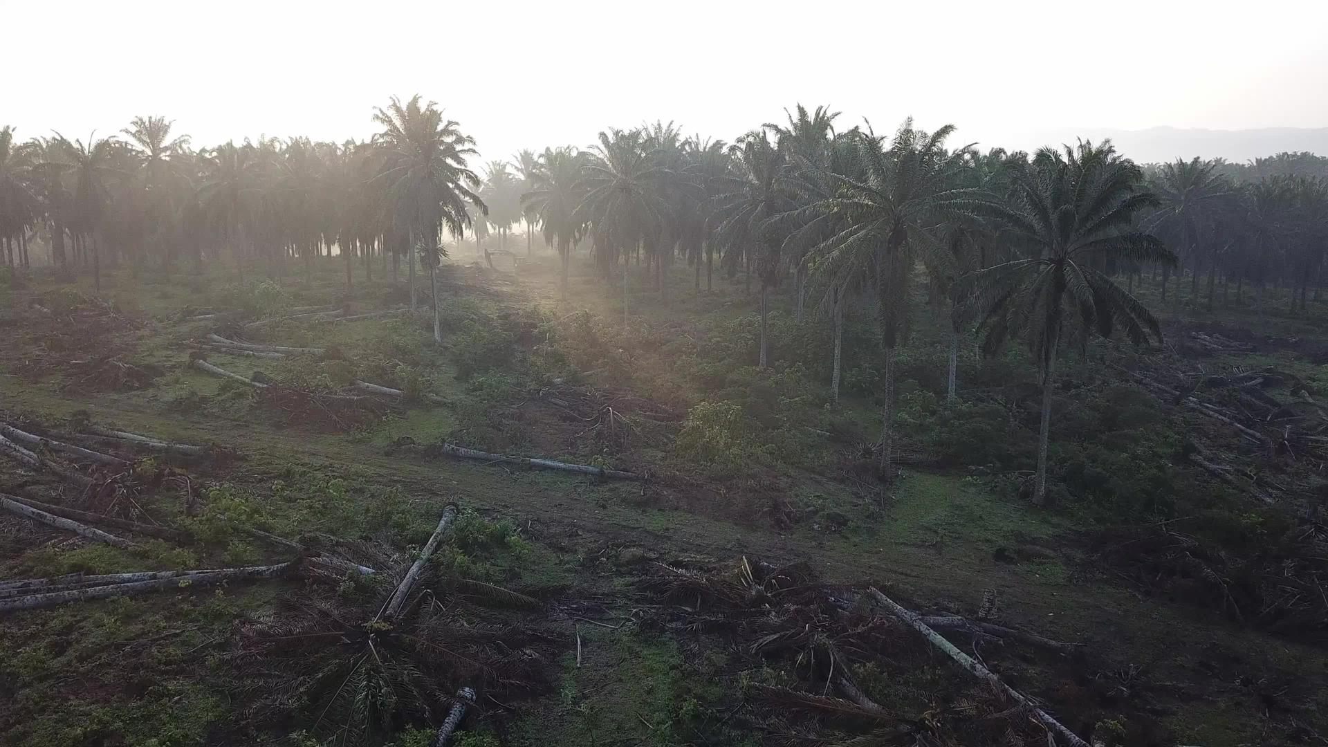 清晨阳光照射油棕榈树视频的预览图