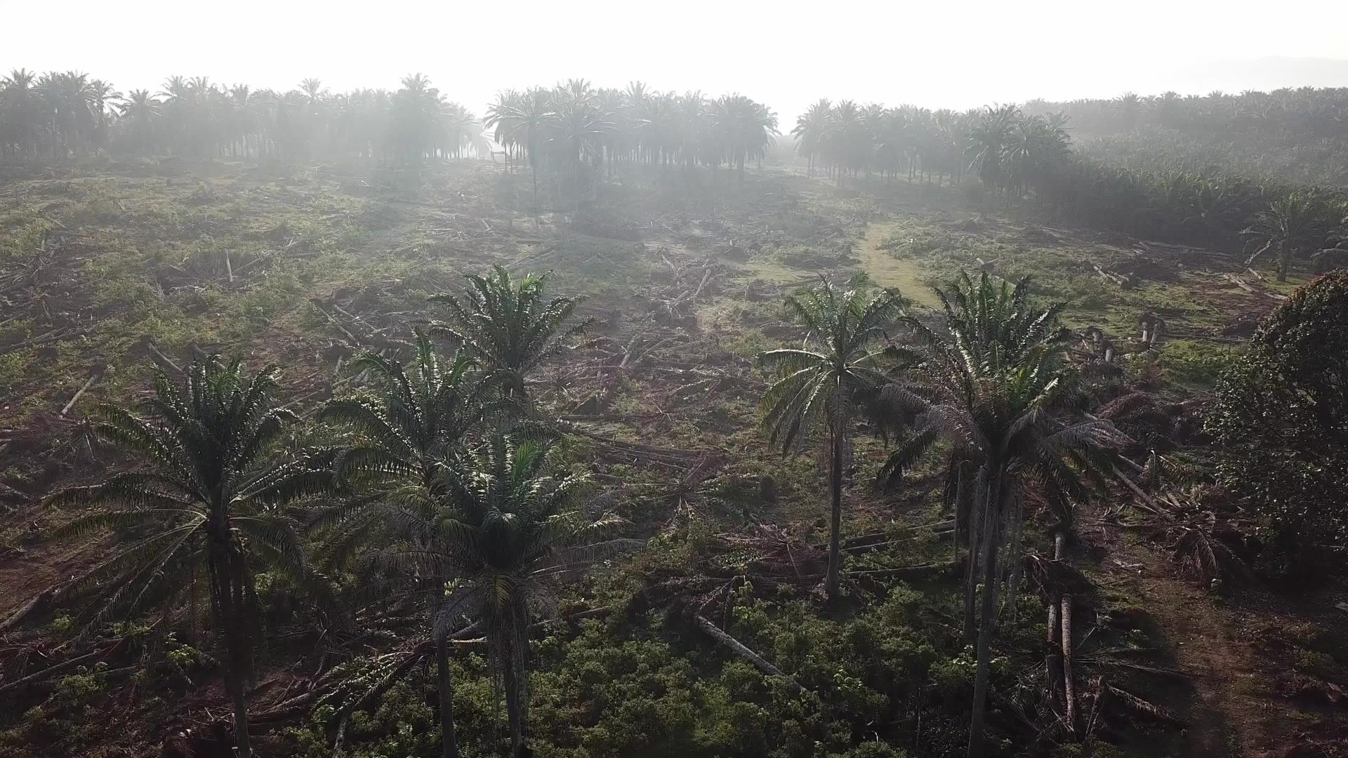 用油棕榈清除土地并替换其他土地视频的预览图