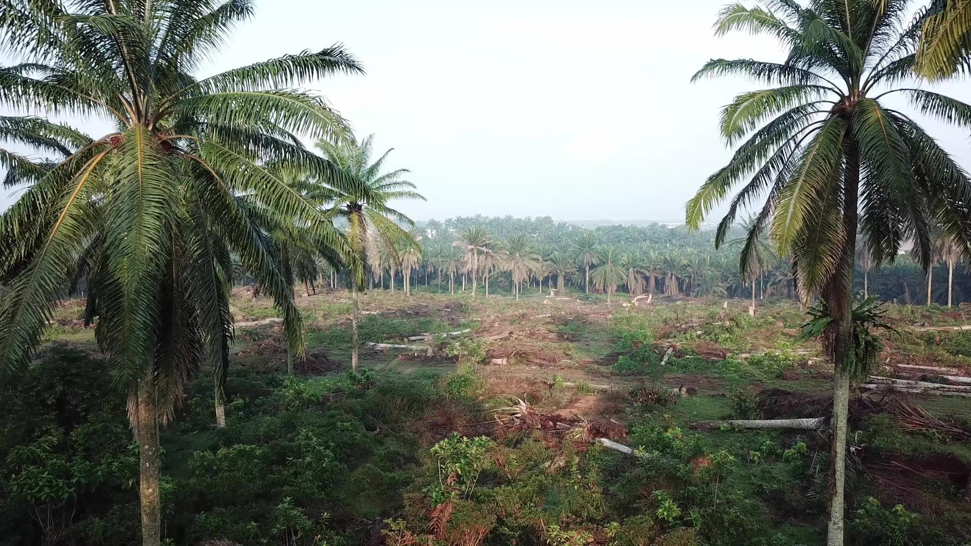 农民清除马来西亚油棕榈种植园的土地视频的预览图