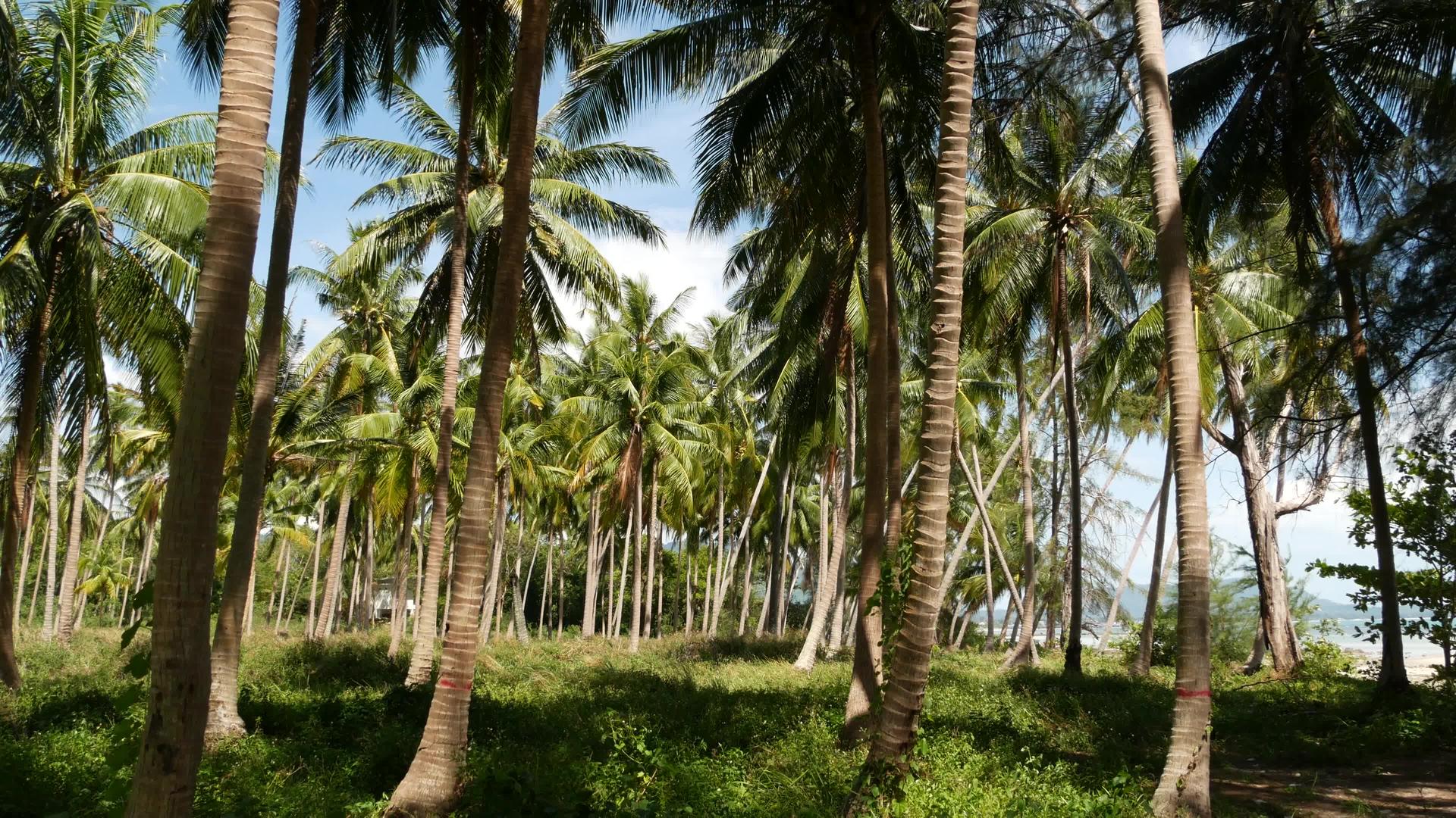 在阳光明媚的日子里泰国海滩上的椰子树和绿草视频的预览图