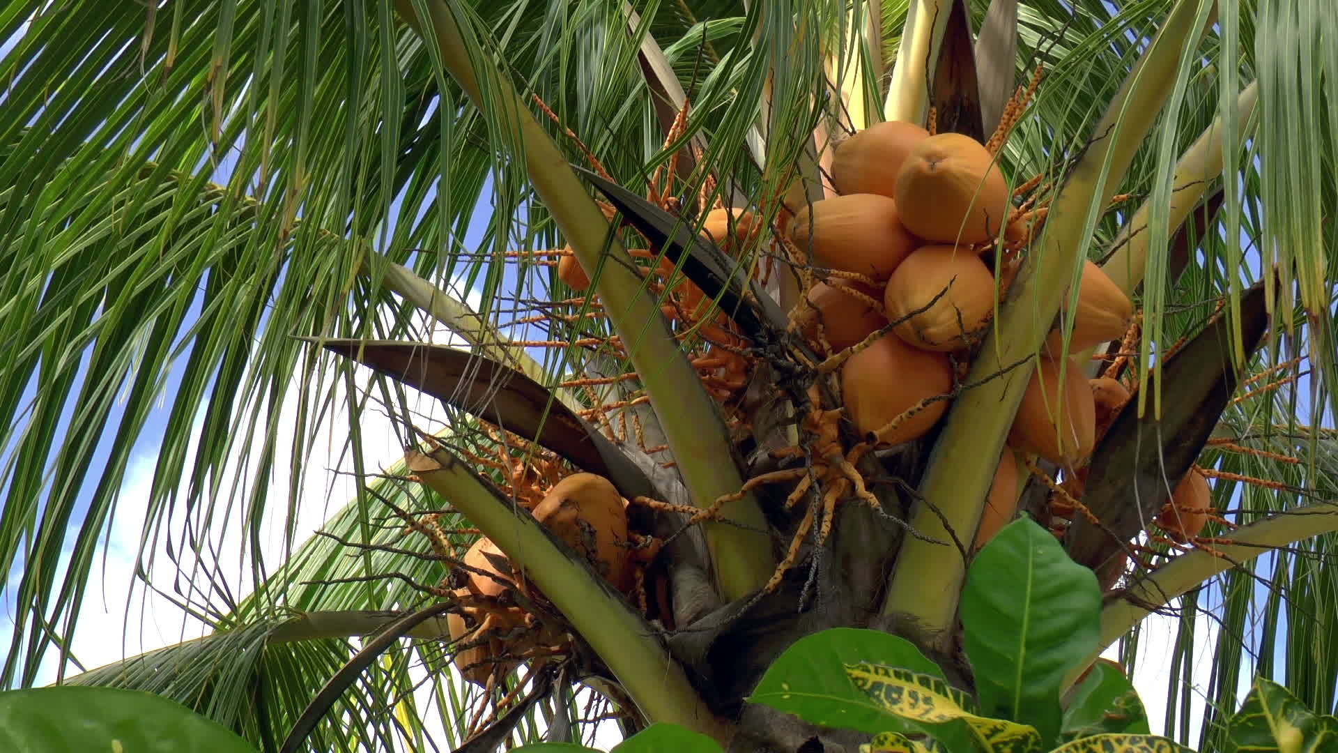 椰枣树在里视频的预览图