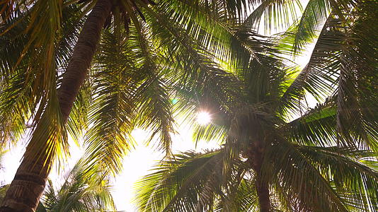 美丽的热带椰子树椰子树视频的预览图