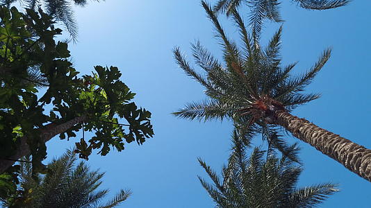 异国沙滩棕榈树海视频的预览图