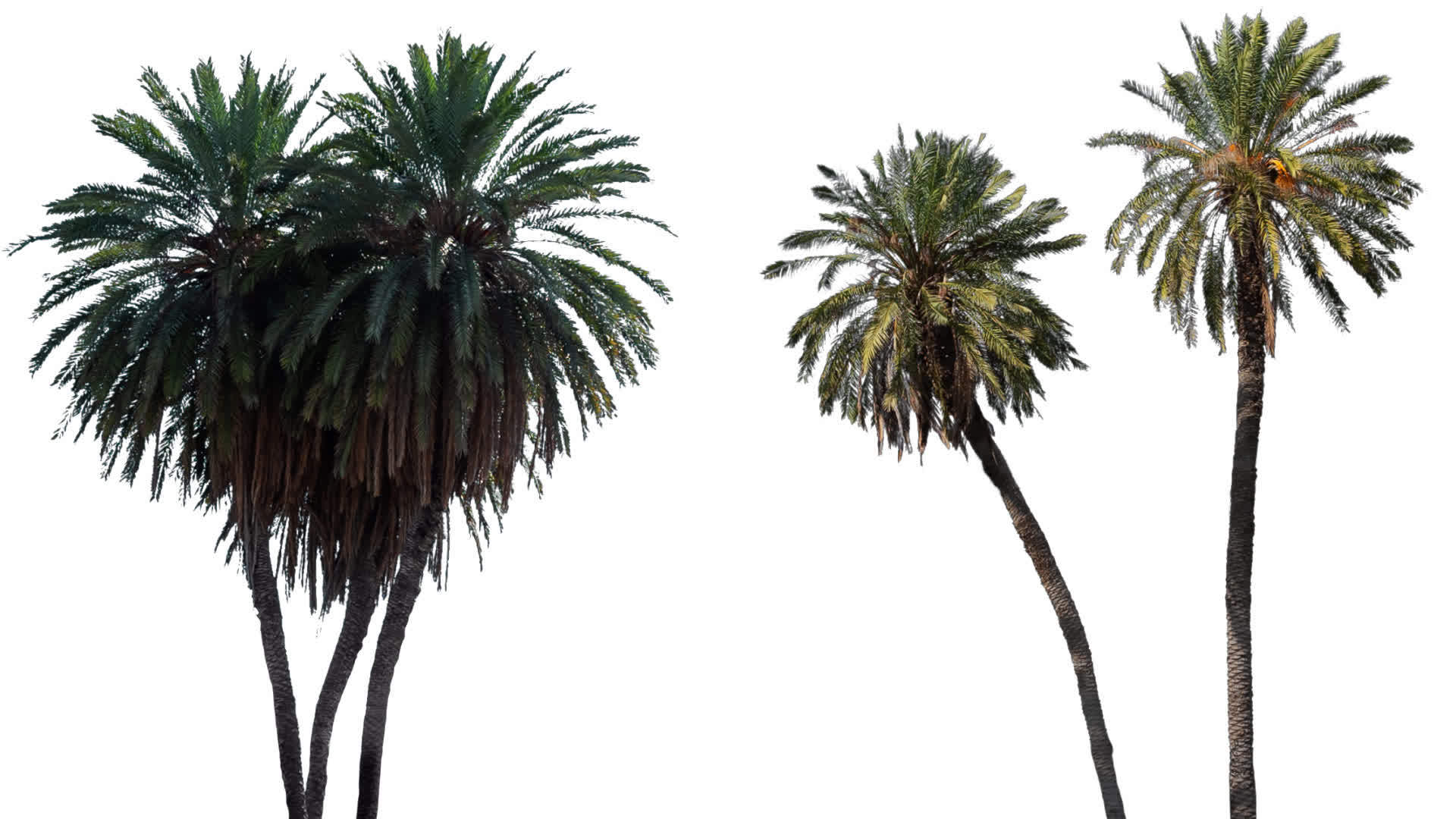 真正的棕榈树在风中与世隔绝视频的预览图