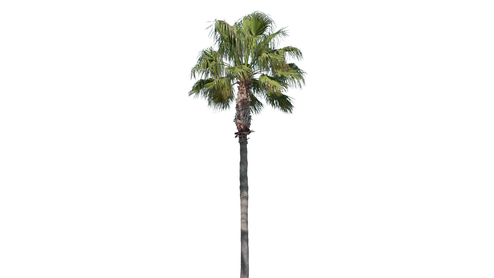 真正的棕榈树在风中与世隔绝视频的预览图