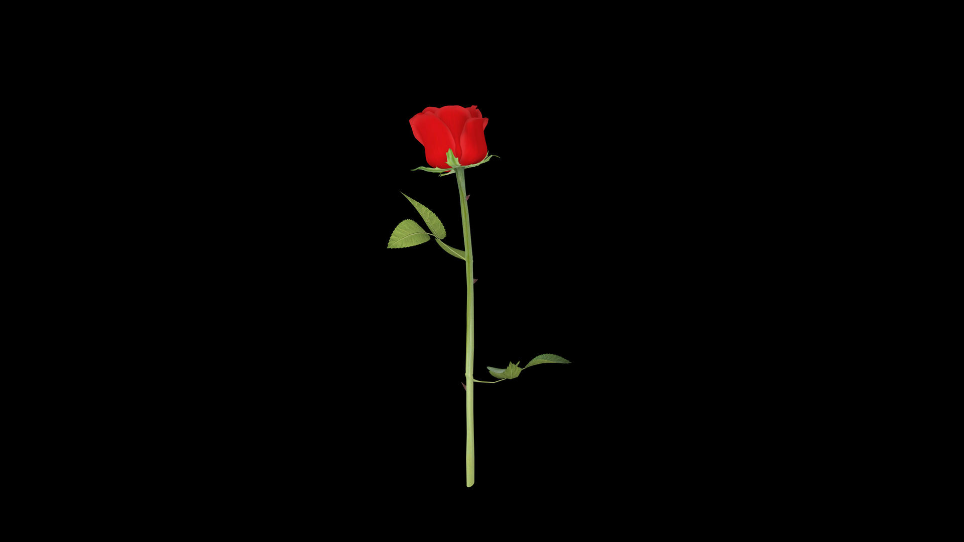 三维旋转单只玫瑰动画视频的预览图