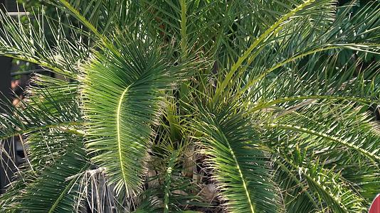 棕椰椰树叶视频的预览图