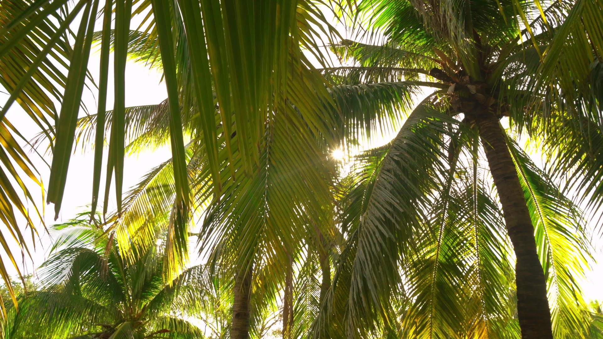 太阳穿过棕榈树视频的预览图