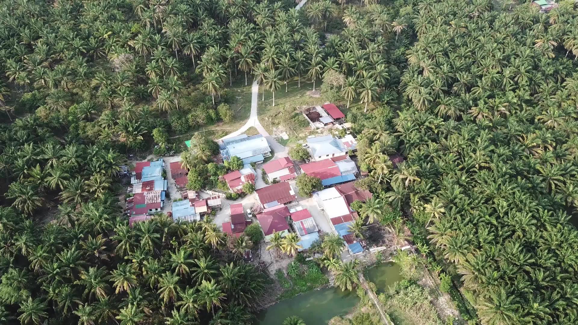 油棕榈树上的小村庄视频的预览图