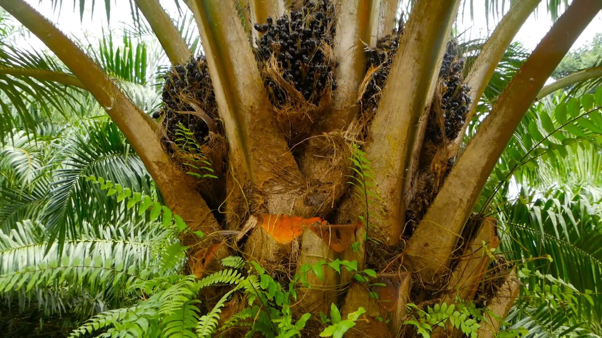 收获棕榈油种植园视频的预览图