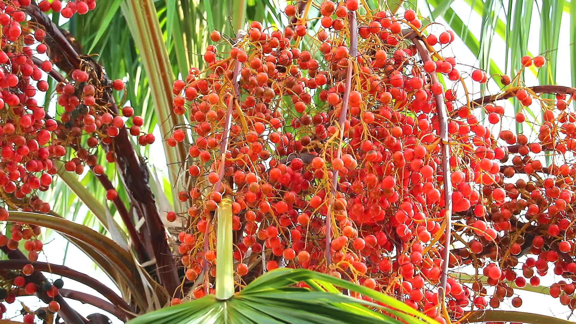 雨季在花园的树上种植红棕榈种子视频的预览图
