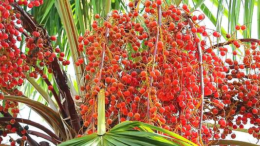 雨季在花园的树上种植红棕榈种子视频的预览图