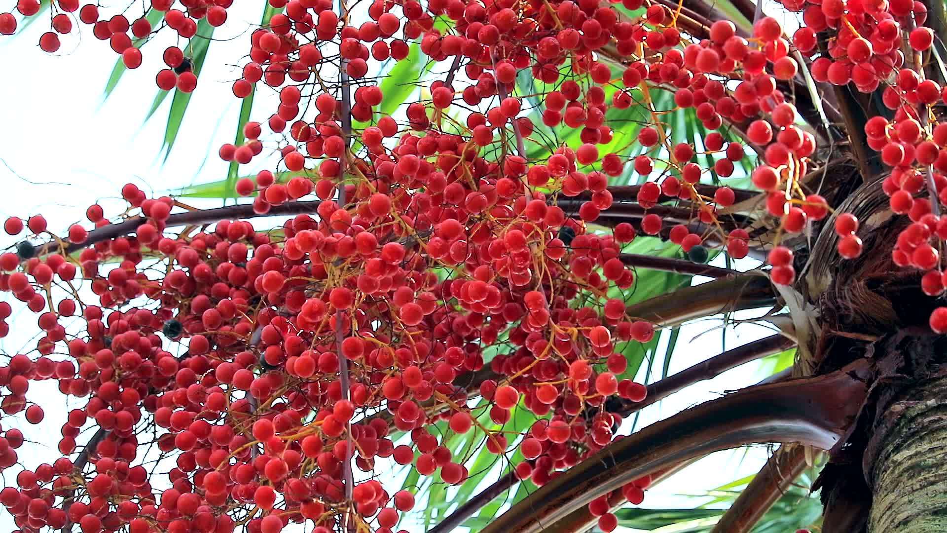 红棕榈种子在雨季种植在花园里视频的预览图
