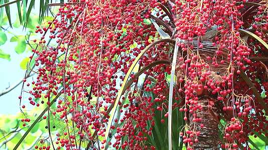 红棕榈种子在雨季种植在花园里视频的预览图