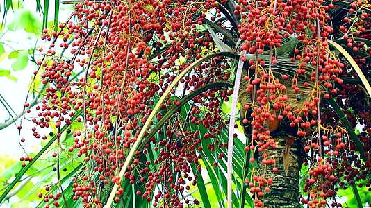 雨季在花园的树上种植红棕榈籽视频的预览图