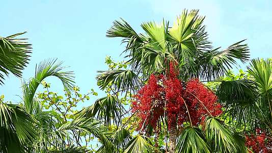 在树上和花园里的其他树上有红棕榈树上的红枣籽视频的预览图