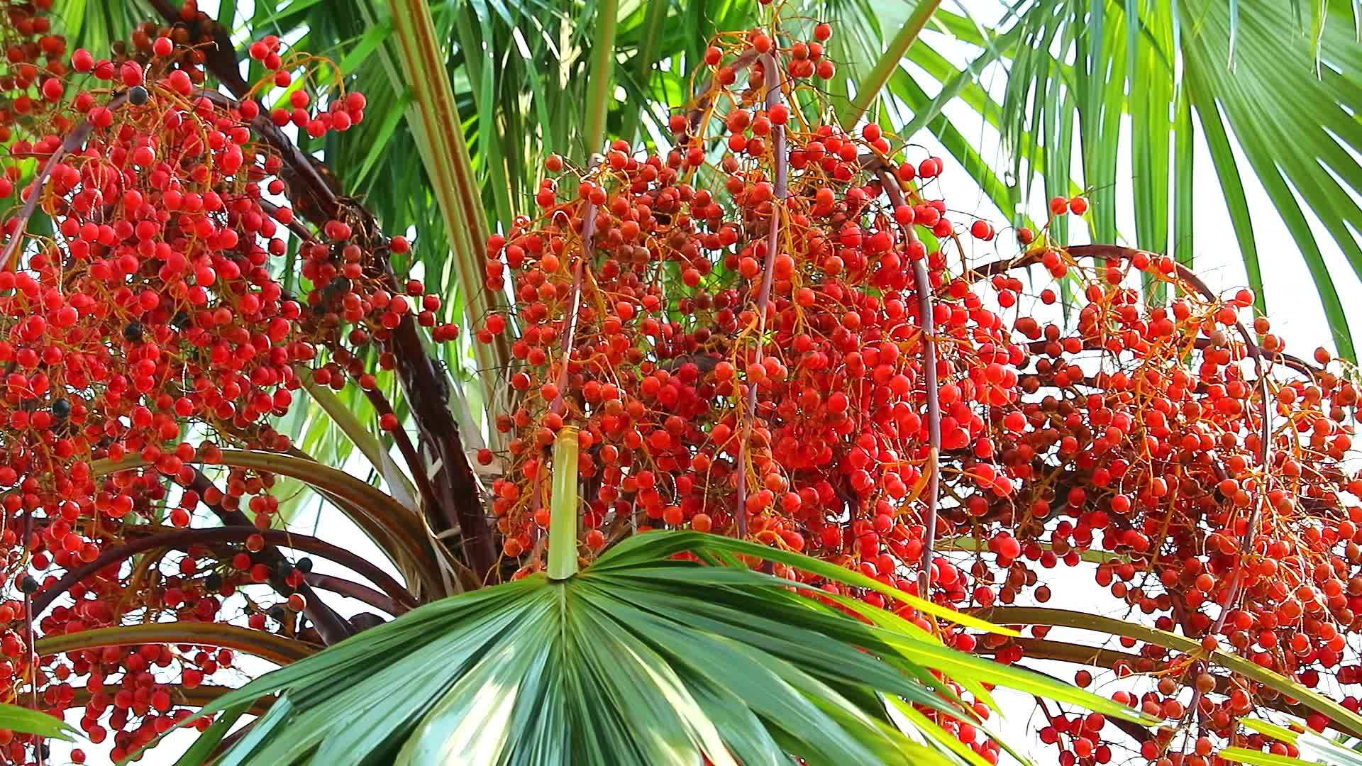 雨季在花园的树上种植红棕榈籽视频的预览图