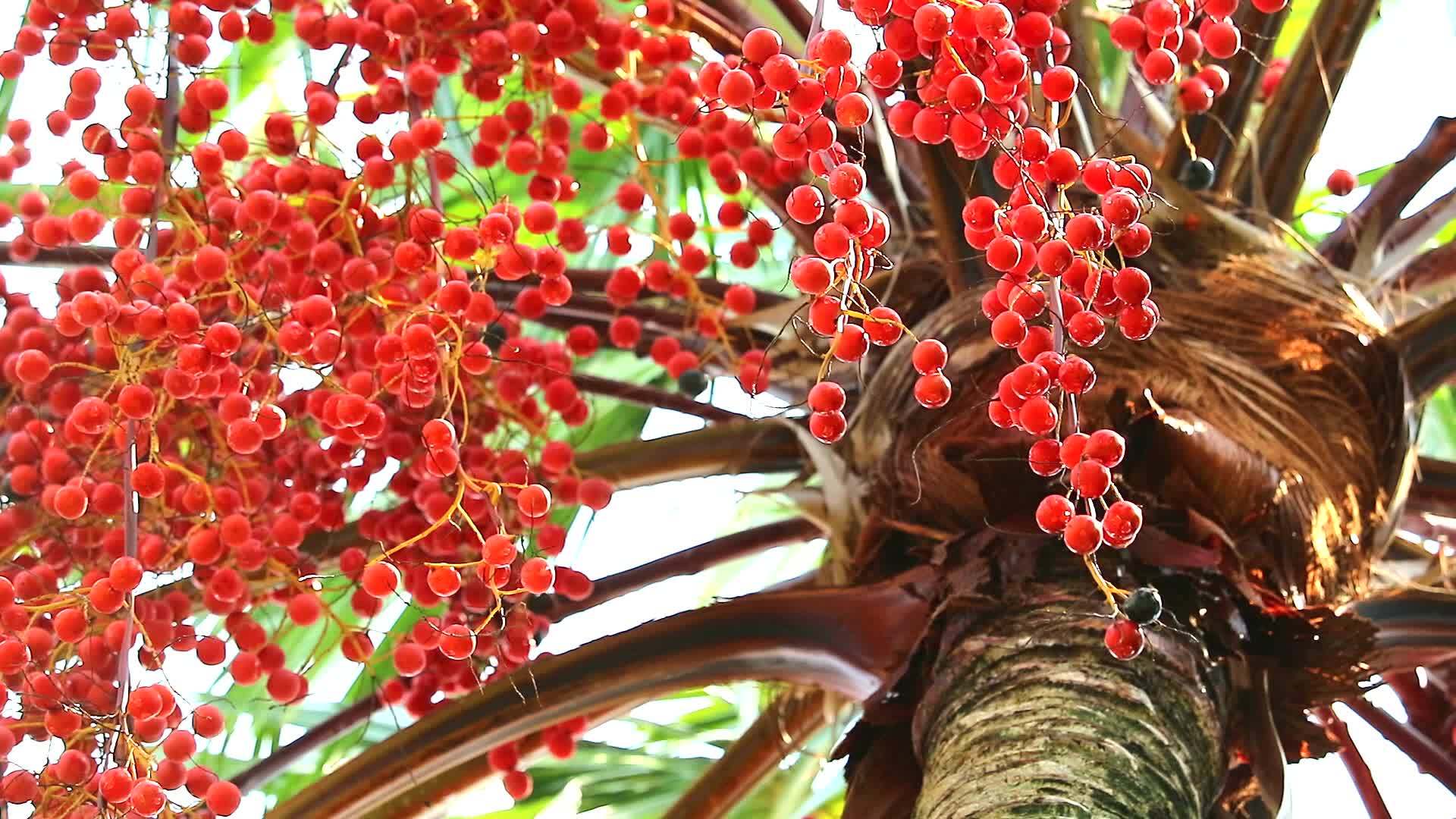 红棕榈籽生长在雨季花园的所有树上视频的预览图