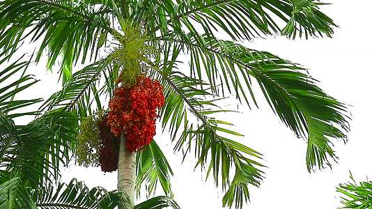 花园里棕榈树上五颜六色的椰枣籽和动人的绿叶视频的预览图