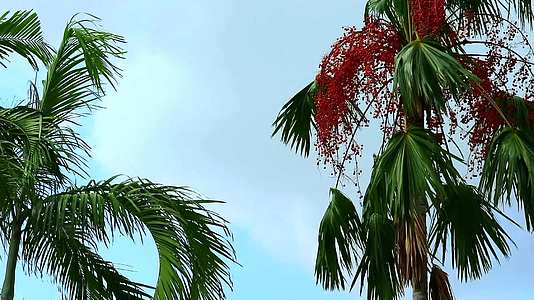 红棕榈籽生长在花园的树上视频的预览图