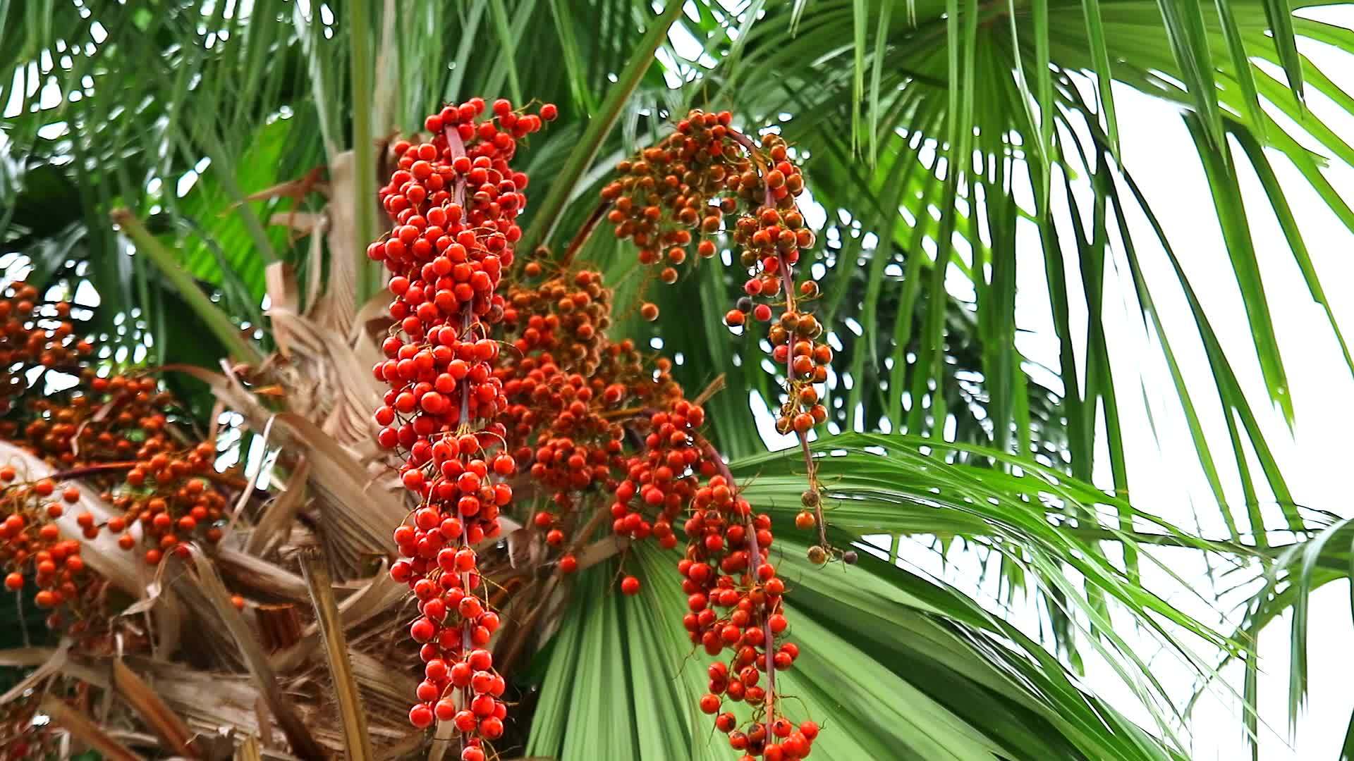 花园里的棕榈树和绿叶上鲜红的棕榈籽视频的预览图