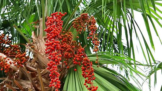 花园里的棕榈树和绿叶上鲜红的棕榈籽视频的预览图