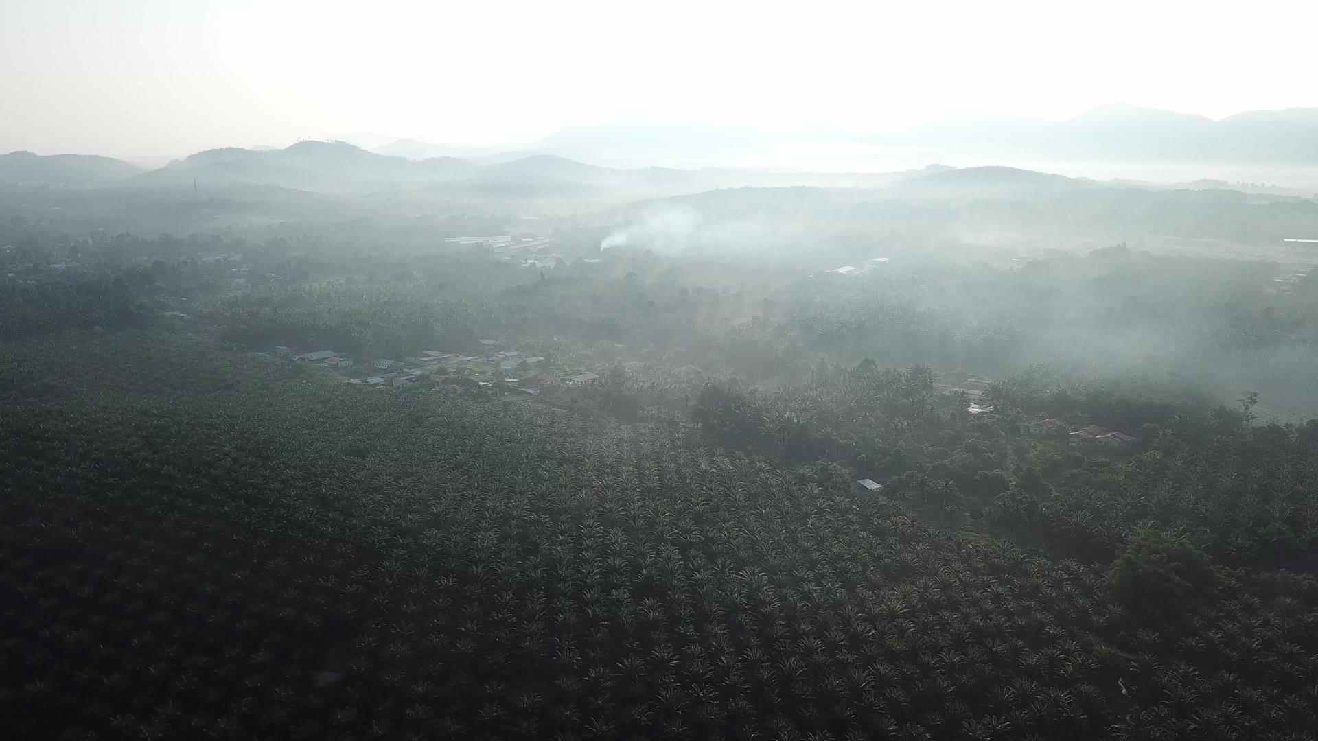 油棕榈种植园景观背景山视频的预览图
