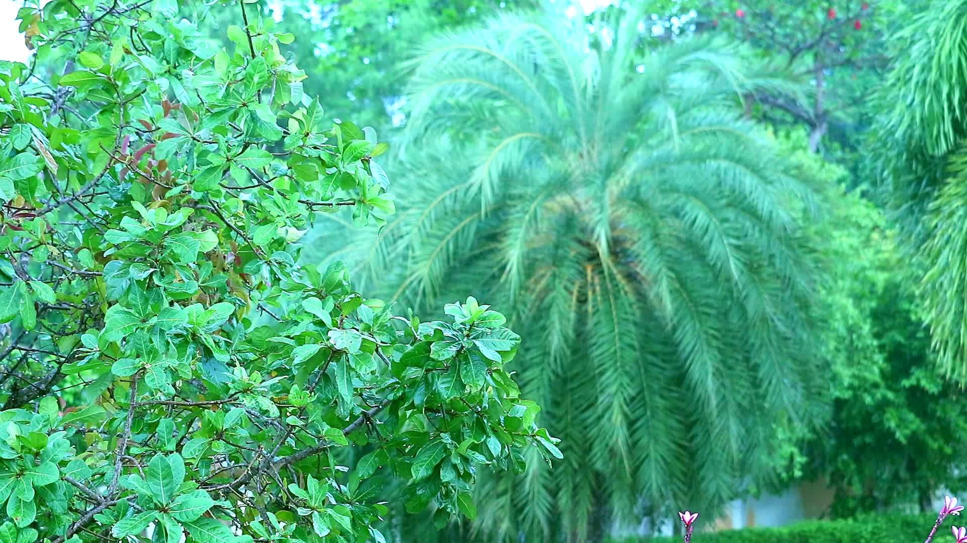 专注于花园树上的棕榈叶和雨季的雨滴视频的预览图