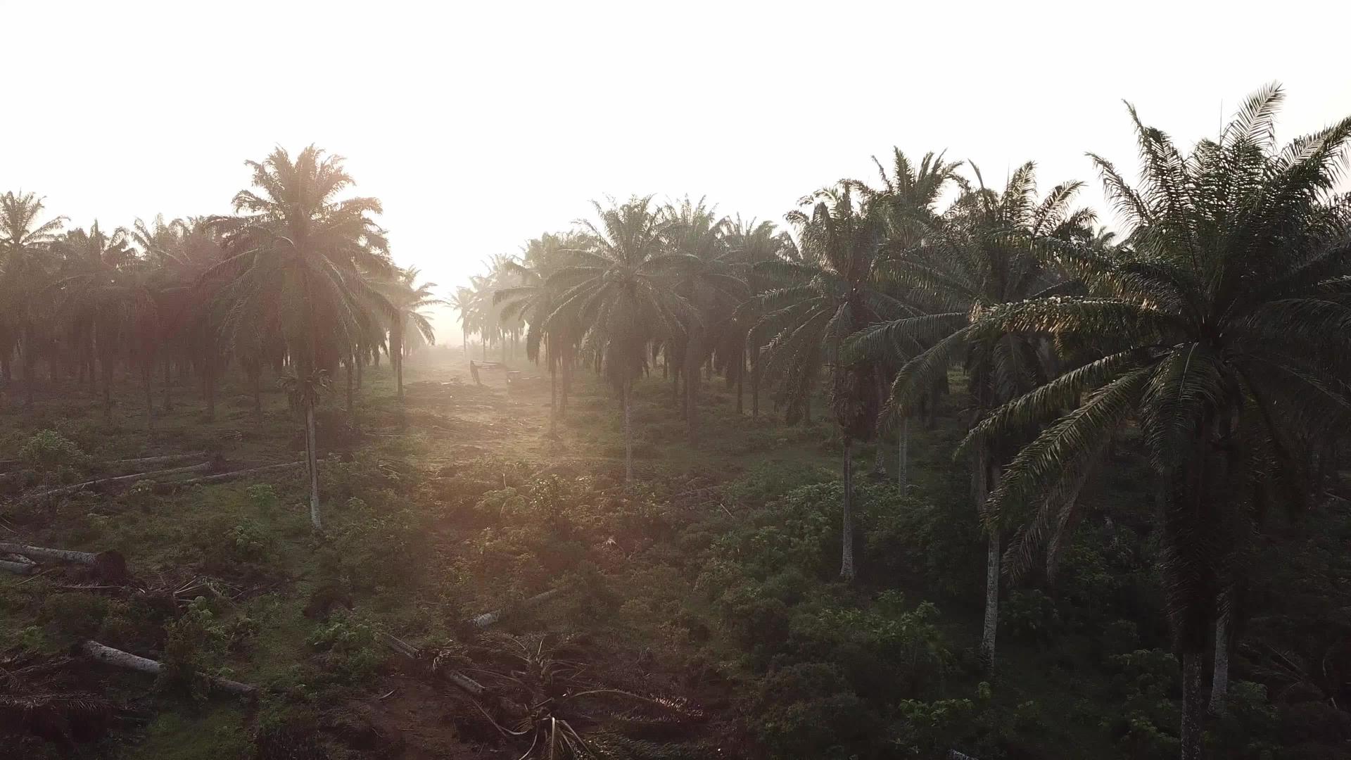 油棕榈种植园清理了土地视频的预览图
