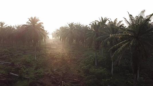 油棕榈种植园清理了土地视频的预览图
