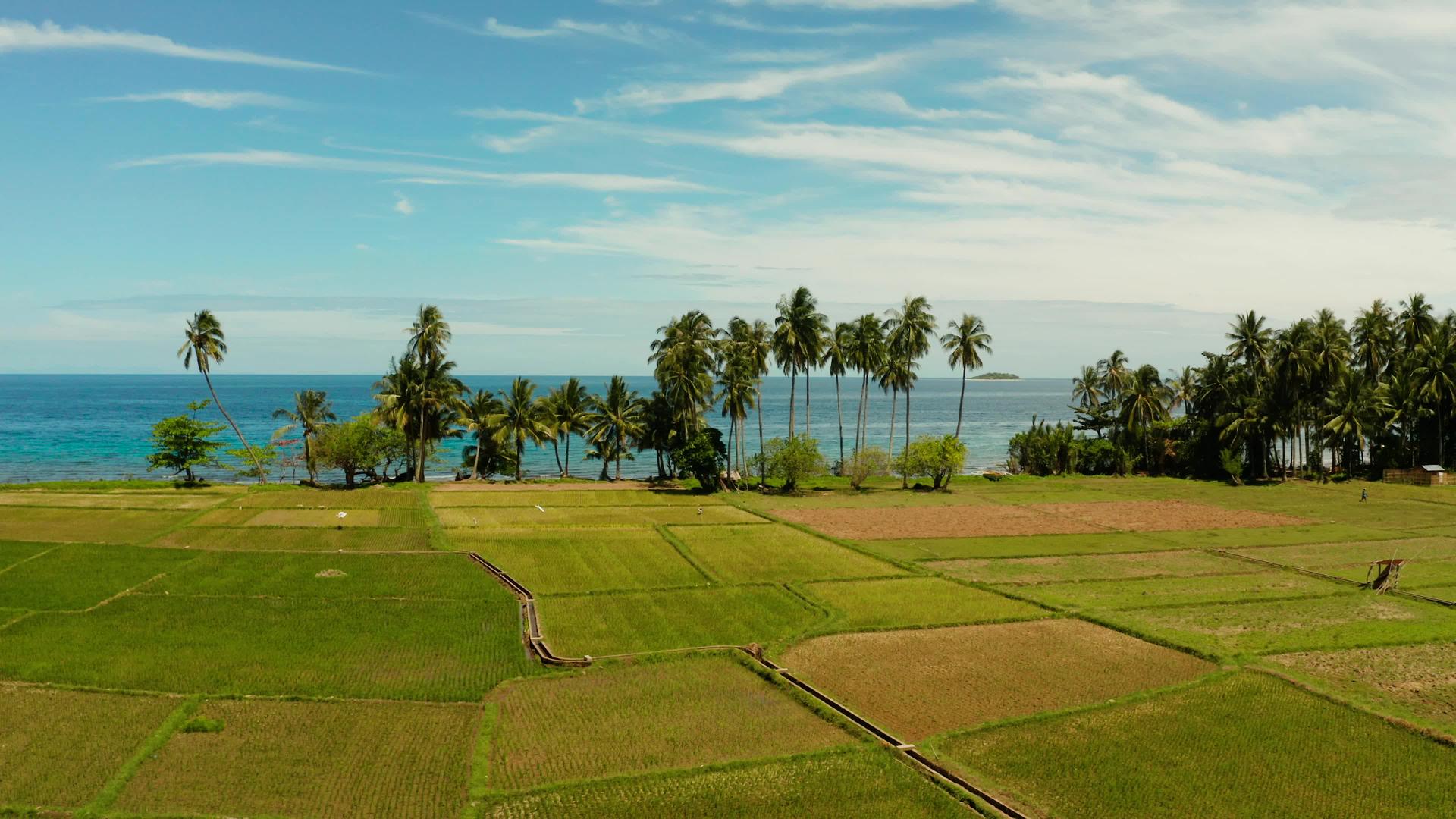热带地貌景观稻田和海沟菲利平视频的预览图