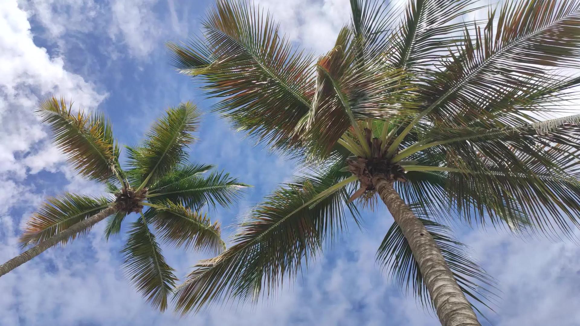 与棕榈相比卡西随风而动视频的预览图