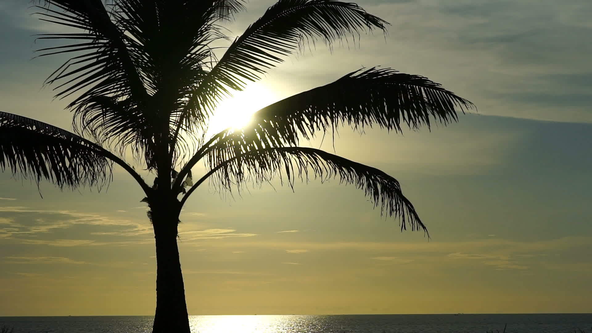 棕榈树的海洋背景视频的预览图