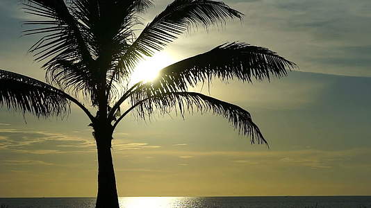 棕榈树的海洋背景视频的预览图