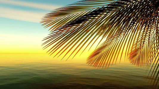 棕榈热带海视频的预览图