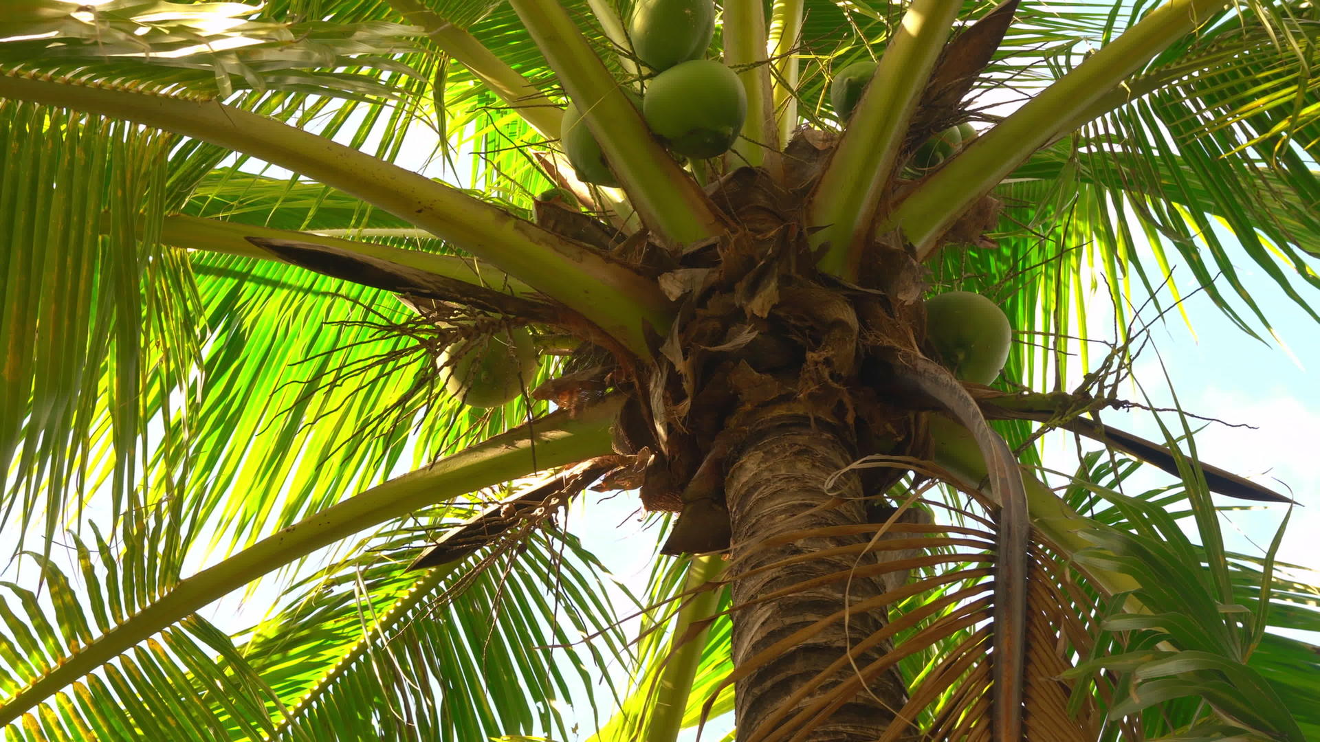 椰子棕榈树在蓝天下视频的预览图
