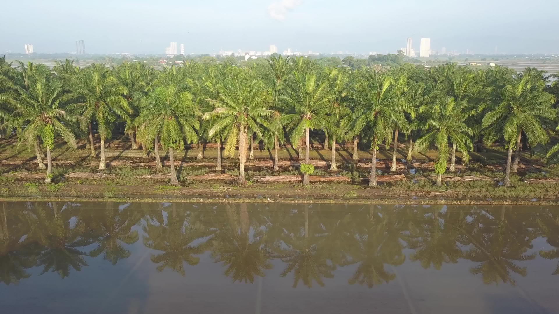 油棕榈树空反射视频的预览图